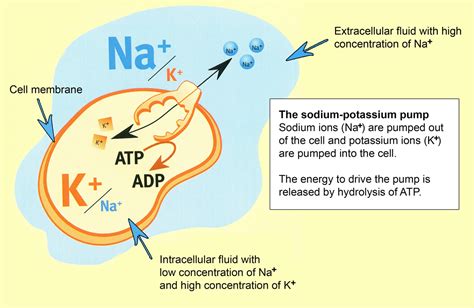 Renal Physiology Part 3 Regulation Of Sodium And Potassium Excretion