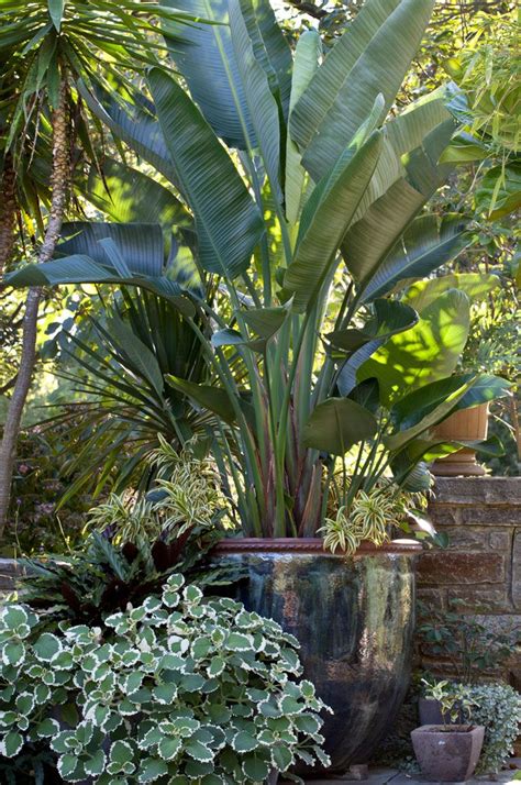492 Best Images About Garden Containers On Pinterest