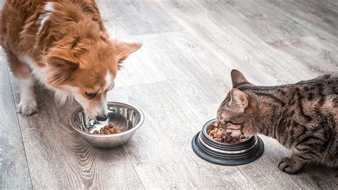 May 05, 2021 · in a pinch, you can feed your cat dog food. Can dogs eat cat food? - Chicago Tribune