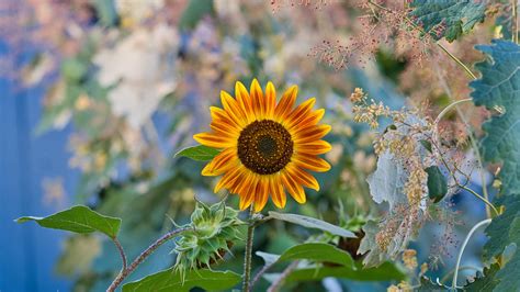 Download Wallpaper 2560x1440 Sunflower Flower Plant Macro Widescreen