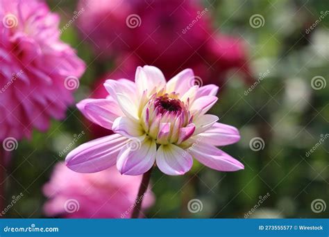 The Pink Flower Is Blooming On The Pink Stems In The Garden Stock Image