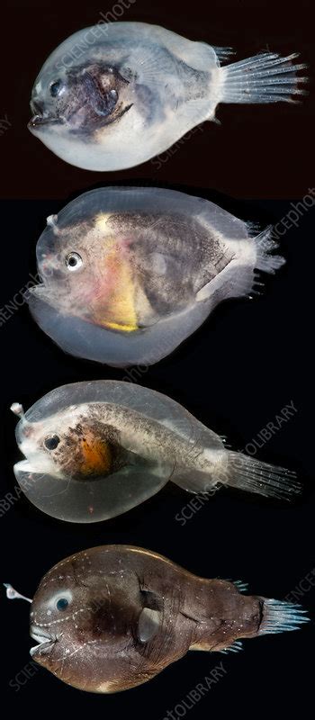 Larval Anglerfishes Stages Stock Image C0373548 Science Photo