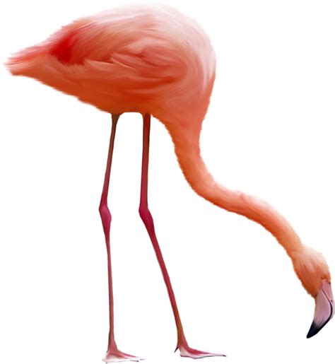 Collection Of Flamingo Png Pluspng