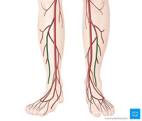 Arteria Fibularis Peronea Anatomie Verlauf Und Äste Kenhub