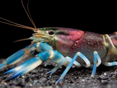 Thunderbolt Crayfish Cherax Pulcher Aquatic Arts