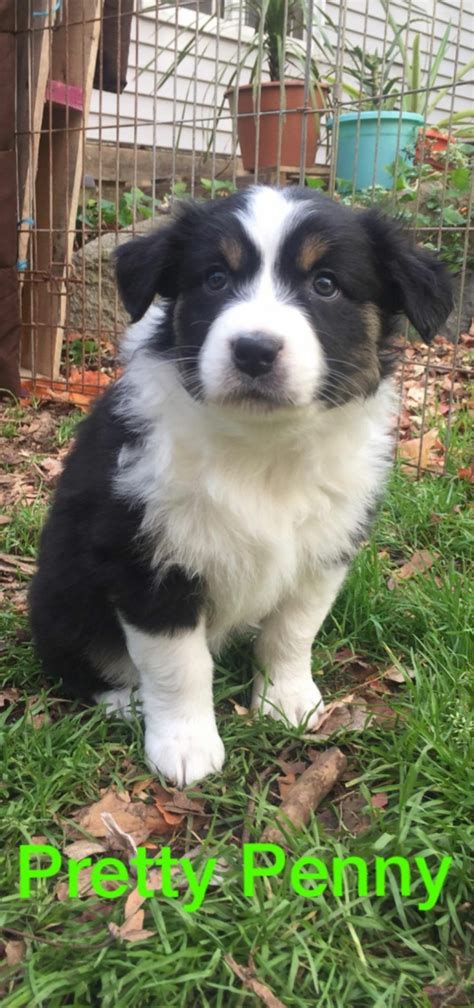We recommend only buying from approved breeders these are listed on our club webpage at www.australianshepherd.org.au. Australian Shepherd Puppies For Sale | Mayville, MI #249113