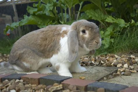 French Lop Rabbit Colors Size Lifespan Temperament And More