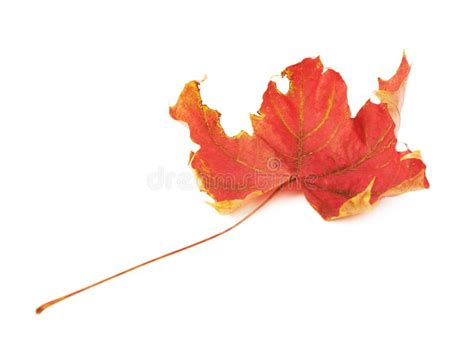 Red Autumn Maple Leaf Stock Photo Image Of Leaf Beauty 48061618