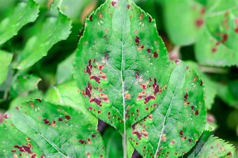 How To Treat Brown Spots On Leaves