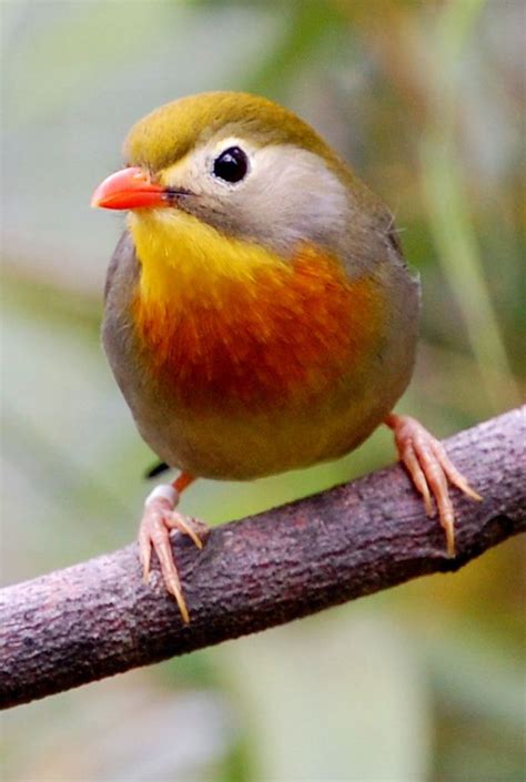 Pin By Handy Kitty On Green And Orange Bird Photo Most Beautiful Birds