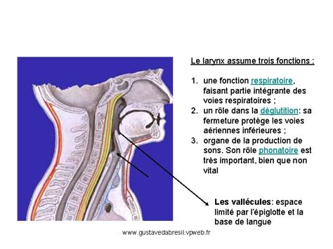 Le Larynx Gustave Dabresil Md Orlccmf Imagerie Diagnostique