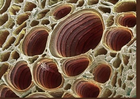 We did not find results for: Xylem Plant Cells, Sem Greeting Card for Sale by Dr David ...