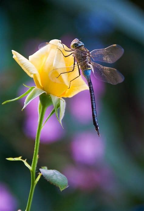 Dragonfly On Yellow Rose Butterflies And Dragonflies Pinterest