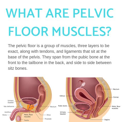 Tight Pelvic Floor Muscles Symptoms Male Wood Flooring Cost