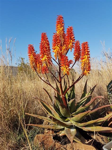 Aloe Hybrid In Flower Johans Hybrids Vaal Retreat July 2017 Aloe