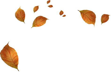 Leaf Autumn - Withered autumn leaves png download - 2342*1526 - Free Transparent Autumn png ...