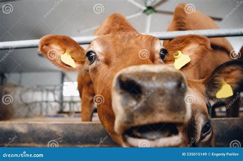 Portrait Of Red Hairy Jersey Smile Cow Funny Face Big Ears Showing Tongue Stock Image Image