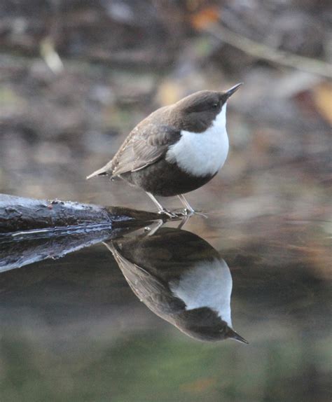 Grahams Birding Blog Black Bellied Dipper Thetford