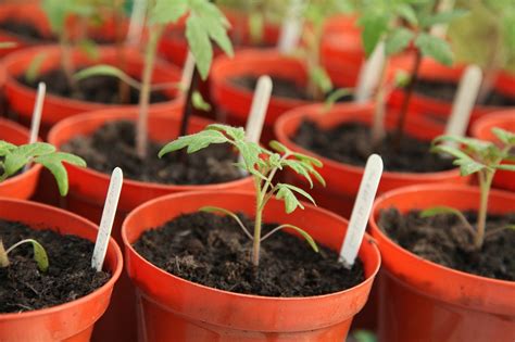Edible Gardening Series Question Of The Week Tomato Seedlings Uf