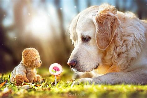 Golden Retriever Mali And His Teddy Bear Photography By