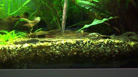 See full list on myfroggycam.com African Dwarf Frog feeding time - YouTube