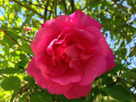 Photo Of The Bloom Of Rose Rosa American Beauty Cl Posted By