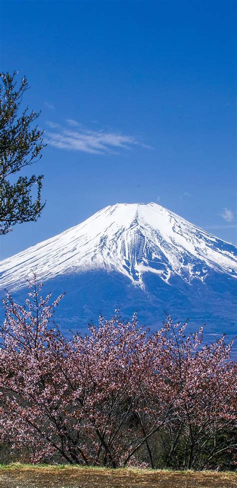 Sakura Japan Spring Volcano Cherry Blossom Mount Fuji Volcanoes