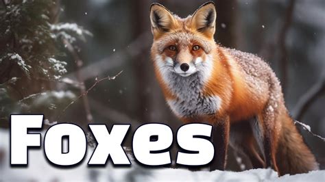 12 Interesting Facts Of Foxes Knowledge For Kids About Foxes Youtube