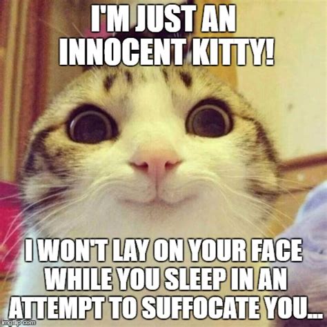 Smiling Cat Memes Imgflip