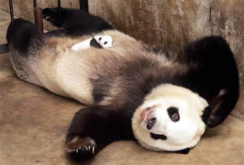 Mama And Newborn Panda Baby Panda Pictures Panda Bear Cute Animals