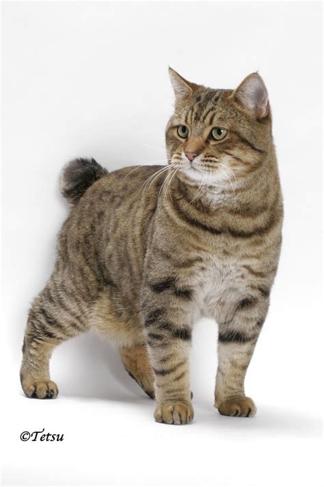 American Bobtail Cat Breed Information Pictures Characteristics