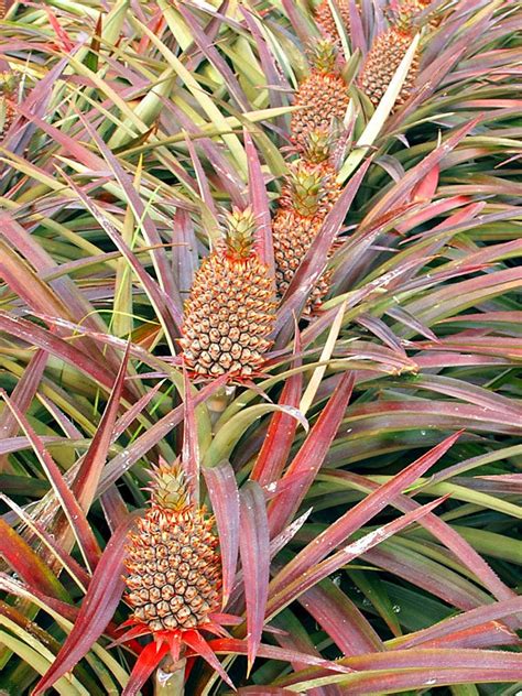 Florida Special Pineapple Plant Ananas Cosomus Urban Tropicals