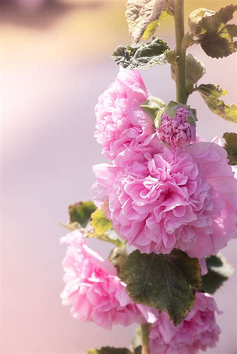 Stock Rose Pink Pink Hollyhock Flower Pink Flower Blossom Bloom
