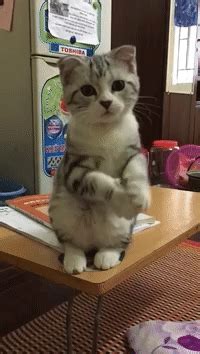 How to use gif in a sentence. Cat Please | Reaction GIFs