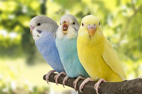 How Much Do Pet Parakeets Cost What About The Accessories Embora Pets