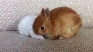 #bunny #gif #srceasterbunny #easterbunny #bunny gif by renameduser39829. Bunny Rabbit GIF - Bunny Rabbit CuteAnimals - Discover & Share GIFs