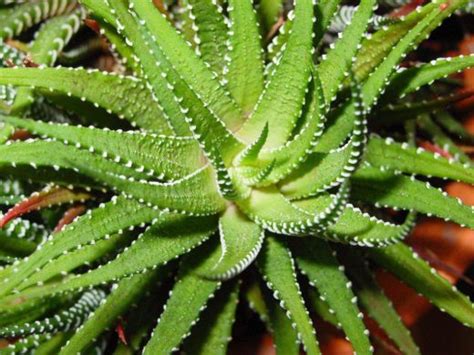 How To Plant Aloe Vera Without Roots 2 Best Ways