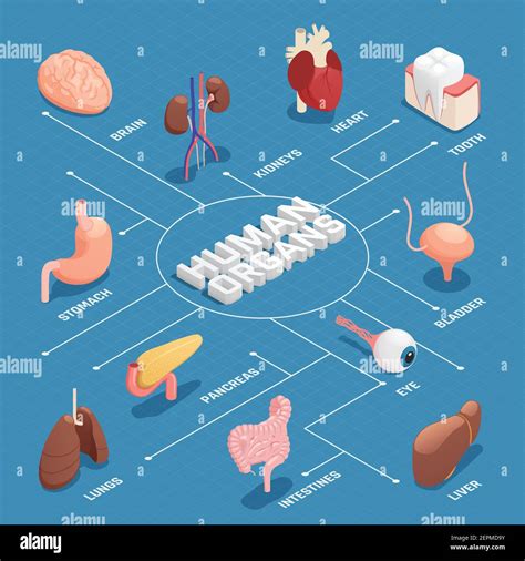 Human Organs Anatomy Isometric Flowchart With Pancreas Stomach Liver