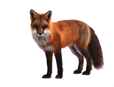 Red Fox Animal Wildlife Free Image On Pixabay