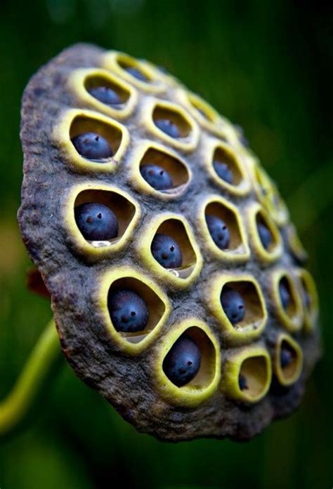 40 Macro Photography Ideas At Home Seed Pods Lotus Pods Patterns In