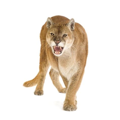 Puma's presence as a global athletic brand has enabled us to catch the attention of fine folks like you since 1948. Cougar - Puma Concolor - Feline Facts and Information