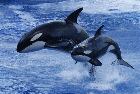 Seaworld Says It Will End Killer Whale Breeding Program Houston