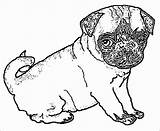 Pug Coloring Puppy Dog Cute Dogs Pugs Clipart Template Library Popular Clip sketch template