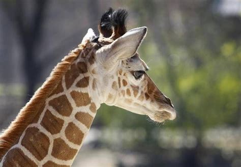 Baby Giraffe Settles In At Fort Worth Zoo Fort Worth Zoo Giraffe