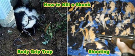 How To Kill Skunks Without Them Spraying Is Poison The Answer