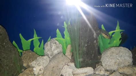 Jenis ikan hias air tawar aquarium: Aquarium. Ikan air asin menjadi ikan air tawar - YouTube