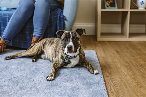 Coughing coughing doesn't automatically signal cancer; Kennel cough in dogs | Symptoms and treatment | Blue Cross