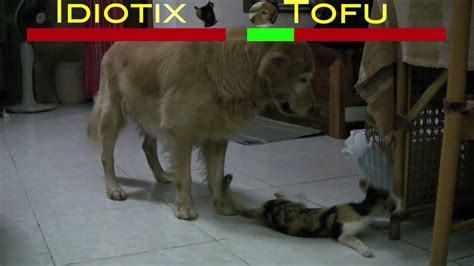 Cat Vs Dog Epic Battle Youtube