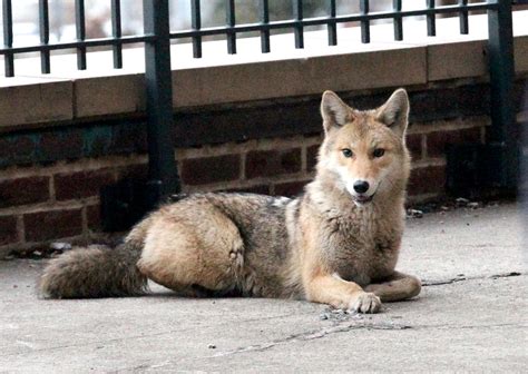 Coyote Caught In Manhattan