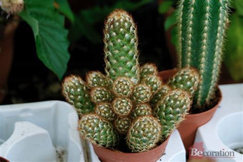 How To Care For Indoor Cacti Becoration